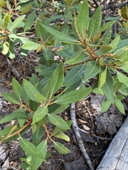 Chrysolepis sempervirens