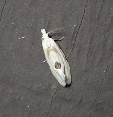 Aethes angustana