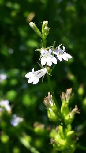 Lobelia inflata iNat (1)