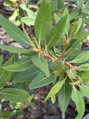 Chrysolepis sempervirens