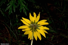 Pippenalia delphiniifolia