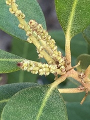 Chrysolepis sempervirens