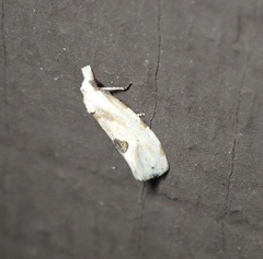 Aethes angustana