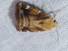 Cosmia diffinis