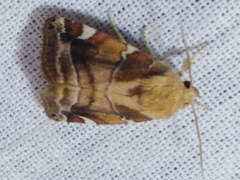 Cosmia diffinis