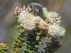 Trichostetha potbergensis