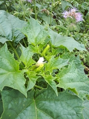 Datura stramonium