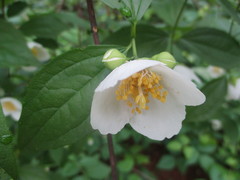 Philadelphus inodorus