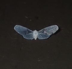 Paramysidia
