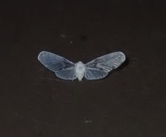 Paramysidia