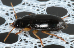 Amblygnathus mexicanus