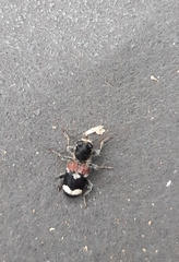 Clerus mutillarius