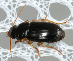 Amblygnathus mexicanus