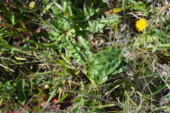 Gentiana affinis ovata