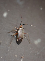 Adelphocoris rapidus
