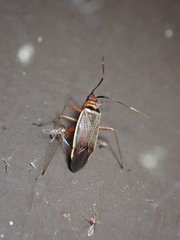 Adelphocoris rapidus