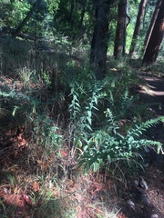 Lithospermum macromeria