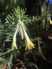 Lithospermum macromeria