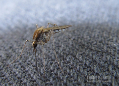 Aedes albifasciatus