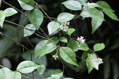 Ligustrum leucanthum