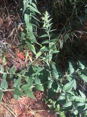 Lithospermum macromeria