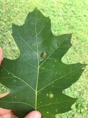 Melikaiella ostensackeni