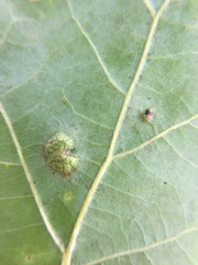 Melikaiella ostensackeni