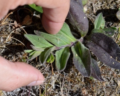 Silene scouleri scouleri