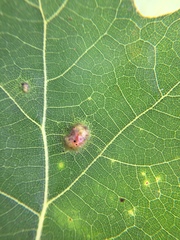 Melikaiella ostensackeni