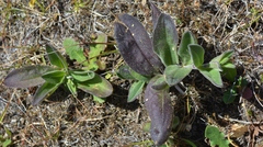 Silene scouleri scouleri