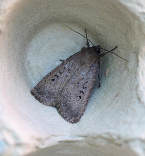 Soothsayer Dart photo 2