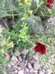 Potentilla thurberi
