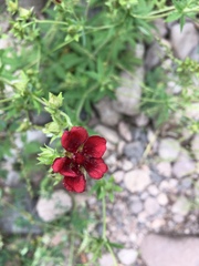 Potentilla thurberi
