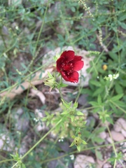 Potentilla thurberi