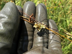 Cuscuta coryli