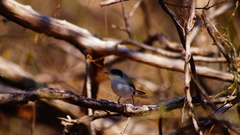 Polioptila albiloris