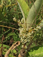 Cuscuta coryli
