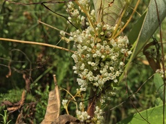 Cuscuta coryli