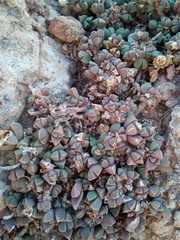 Corpuscularia