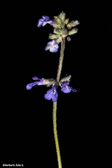 Salvia nana