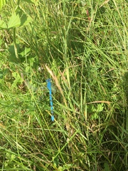 Enallagma cyathigerum