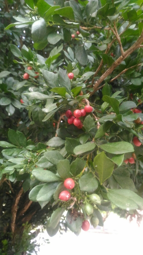 Nguyệt Quế – Murraya paniculata
