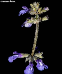 Salvia nana