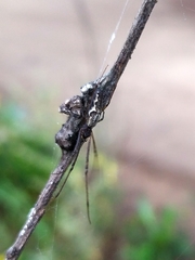 Tetragnatha nigrita