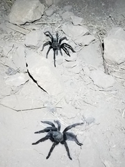 Aphonopelma steindachneri