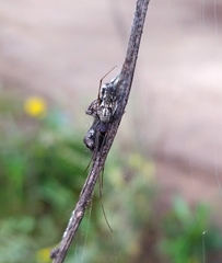 Tetragnatha nigrita