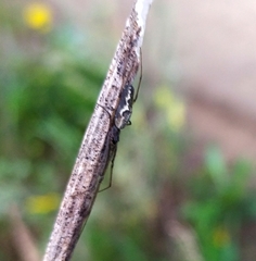 Tetragnatha nigrita