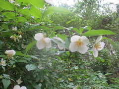 Philadelphus inodorus