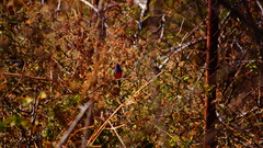 Passerina rositae