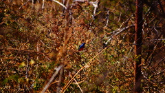 Passerina rositae